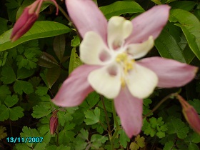 IMGP0339    aquilegia