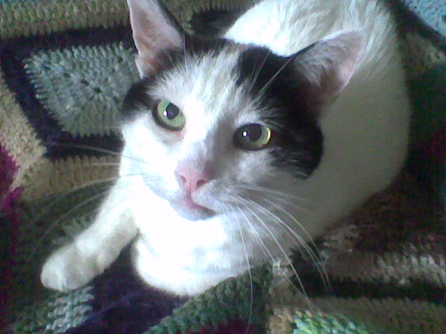 Immag002
io comando, sia chiaro

Una volta, purtroppo... dal 15 novembre 2012 non c'è più. Ciao Jerry