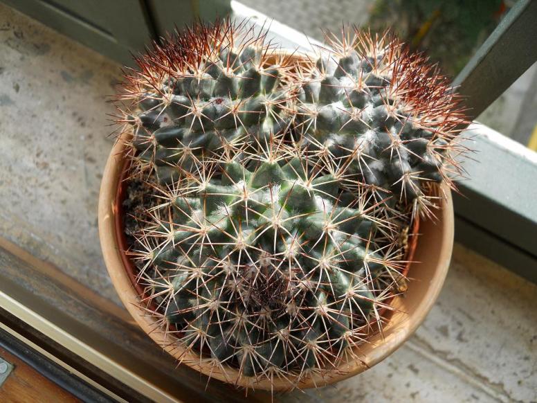 Immagine cactus