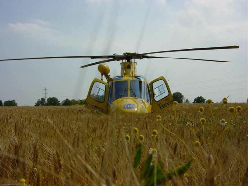 in un campo di grano