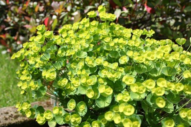 Incontri ravvicinati - Euphorbia