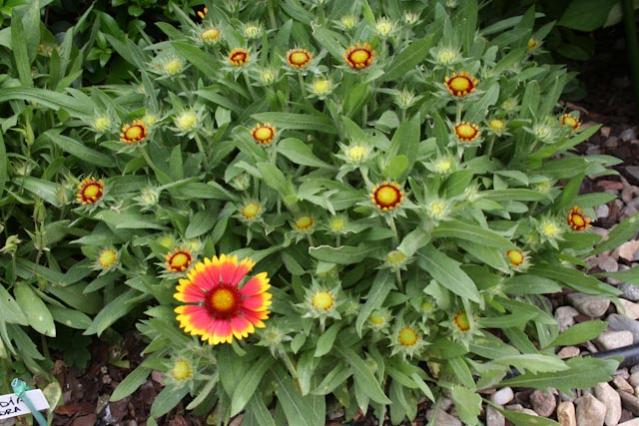 Incontri ravvicinati - Gaillardia Grandiflora 1