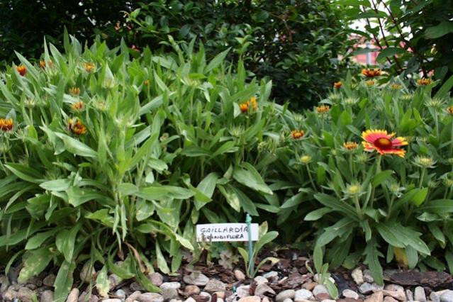 Incontri ravvicinati - Gaillardia Grandiflora 2