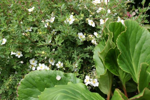 Incontri ravvicinati - Potentilla Fruticosa 1