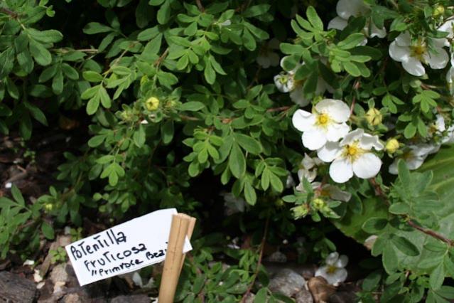 Incontri ravvicinati - Potentilla Fruticosa 2