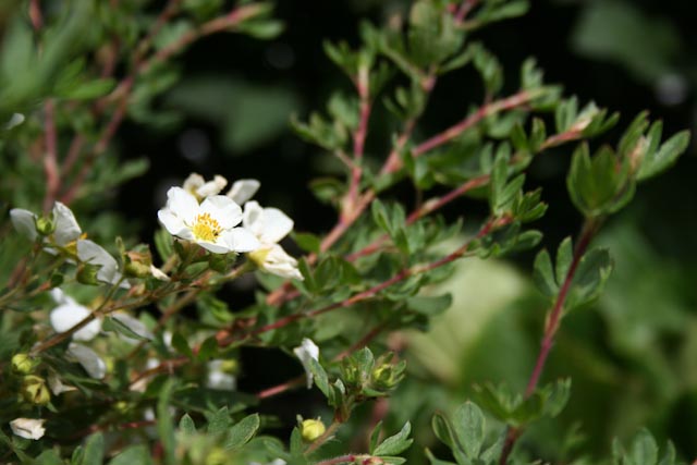 Incontri ravvicinati - Potentilla Fruticosa 3