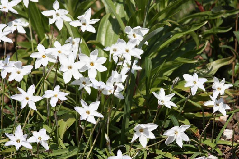 Ipheion Withe Star 1