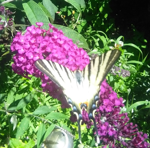 Iphiclides podalirius - Famiglia: Papilionidae Sottofamiglia: Papilioninae