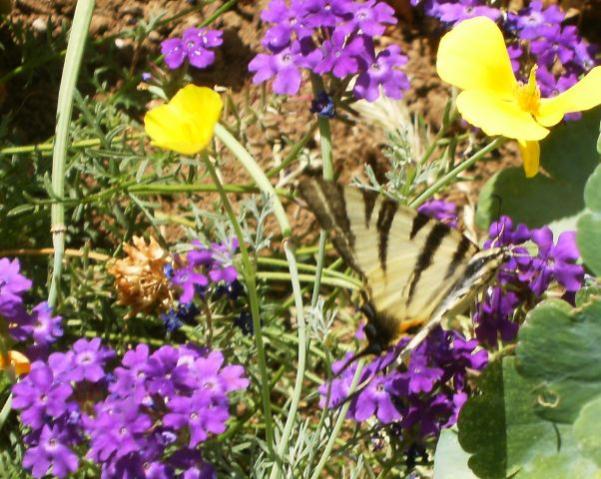 Iphiclides podalirius su Verbena