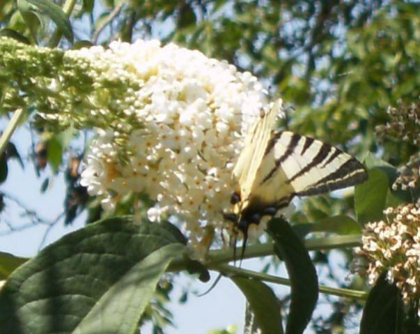 Iphiclides podalirius