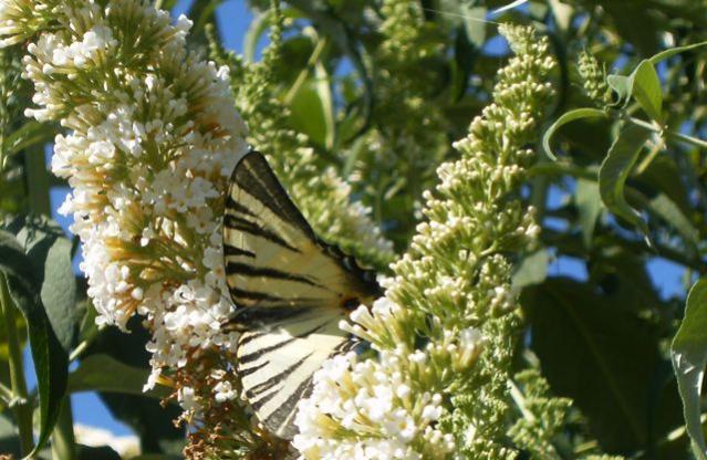 Iphiclides podalirius