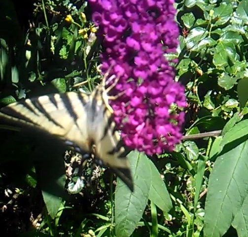 Iphiclides podalirius