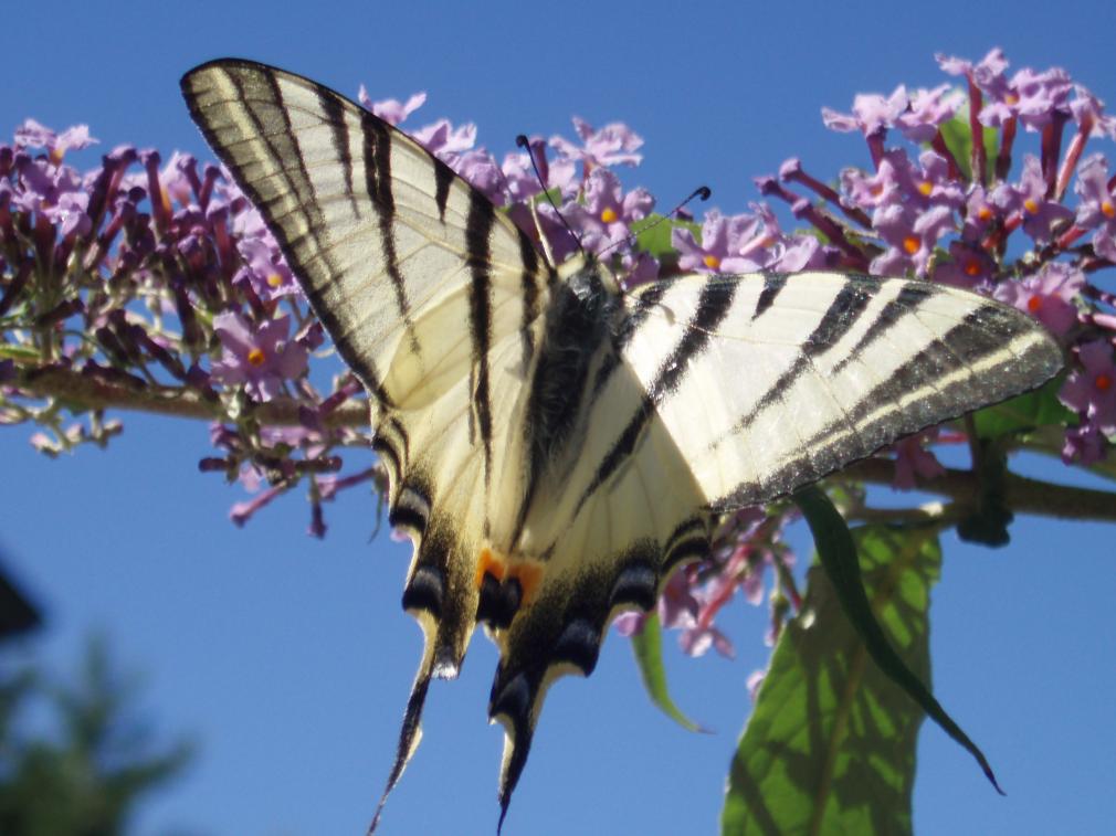 iphiclides podalirius