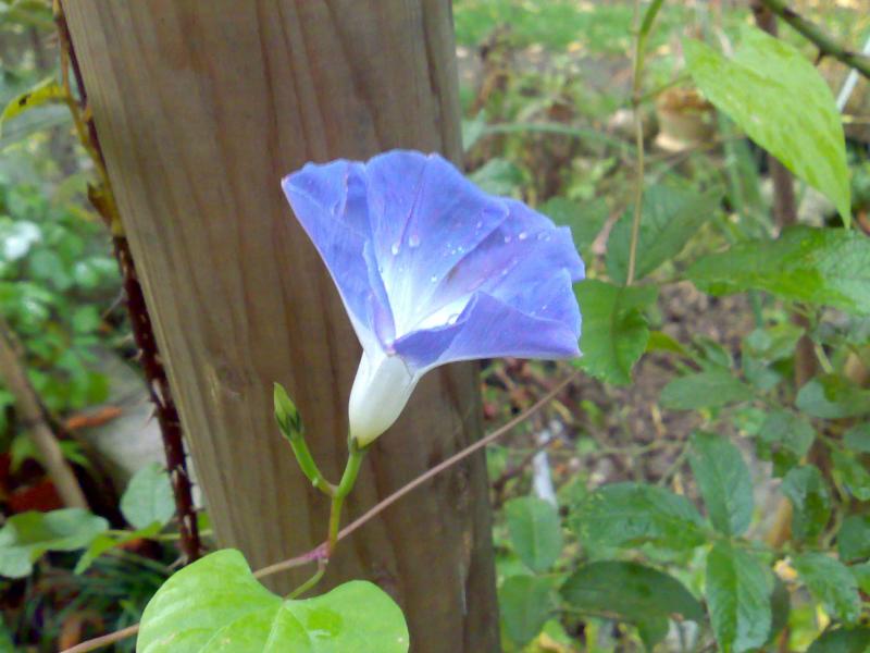 ipomea 2