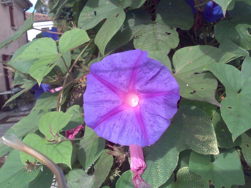 ipomea filtro