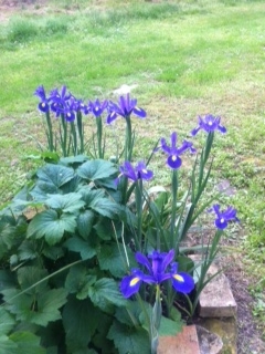 Iris Anemoni 2016