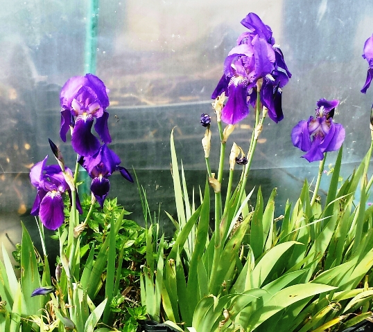 Iris Aprile 2016