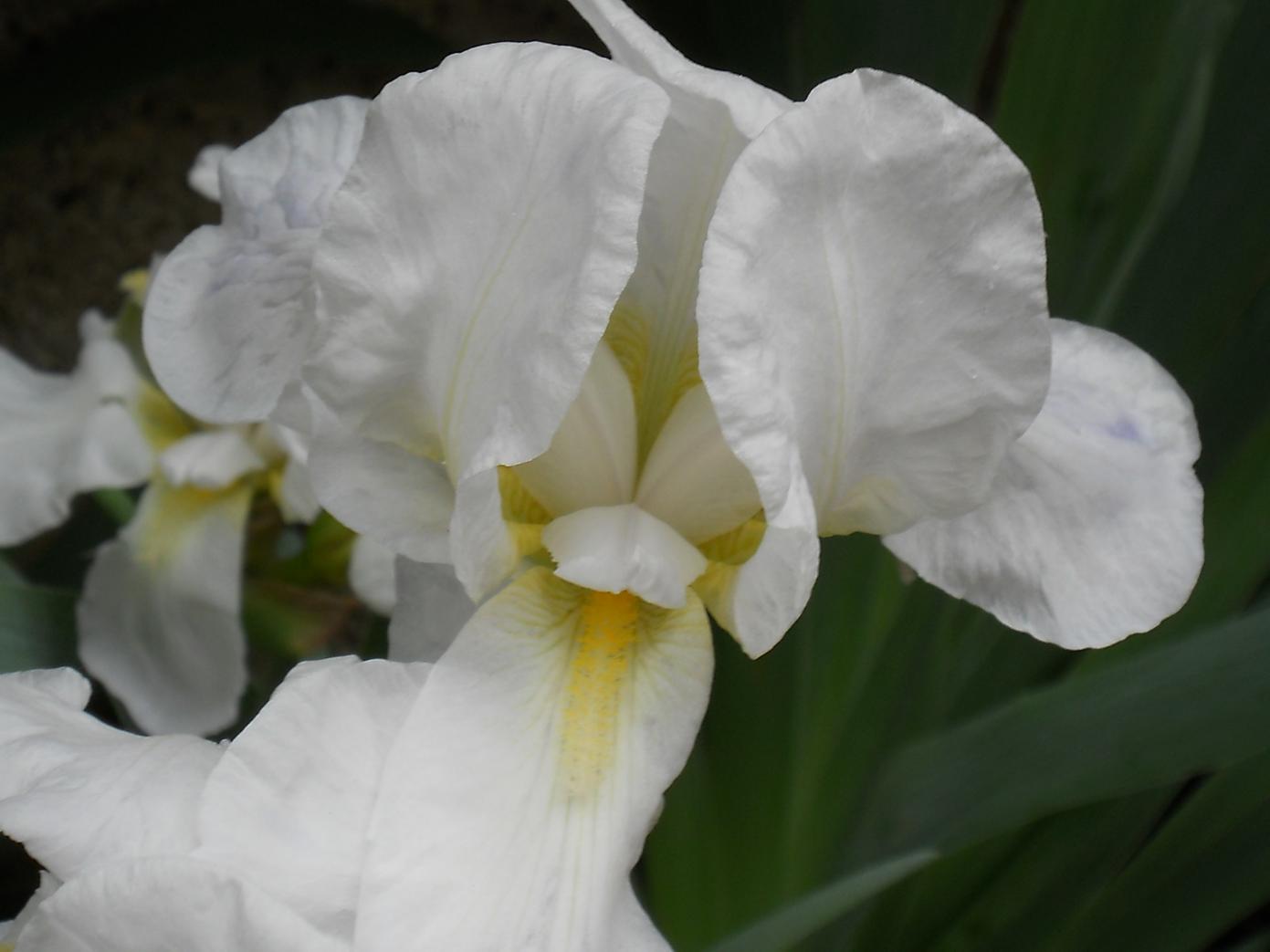 IRIS BIANCO