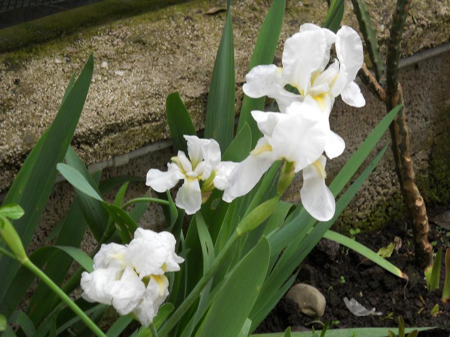 IRIS BIANCO