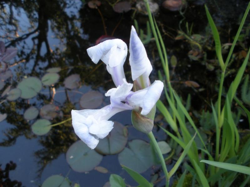 Iris d'acqua