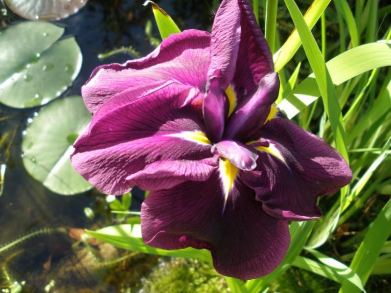 Iris d'acqua