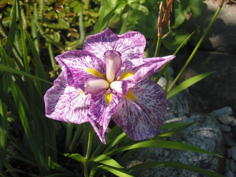 Iris ensata kaempferi