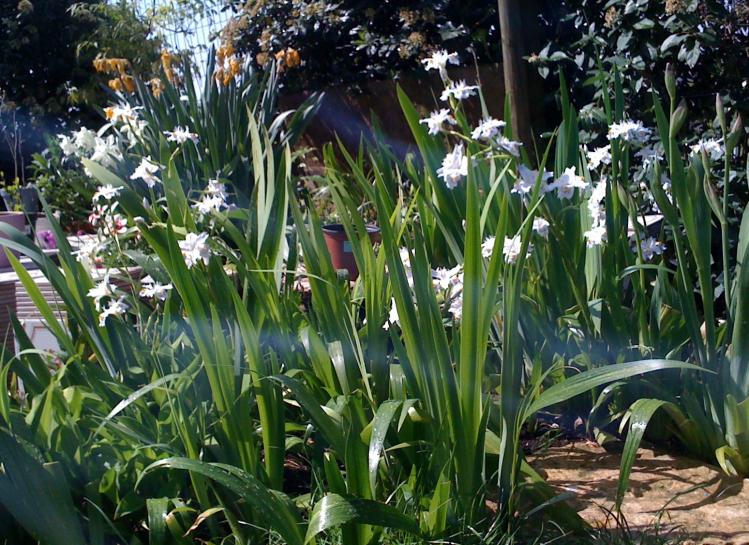 iris japonica