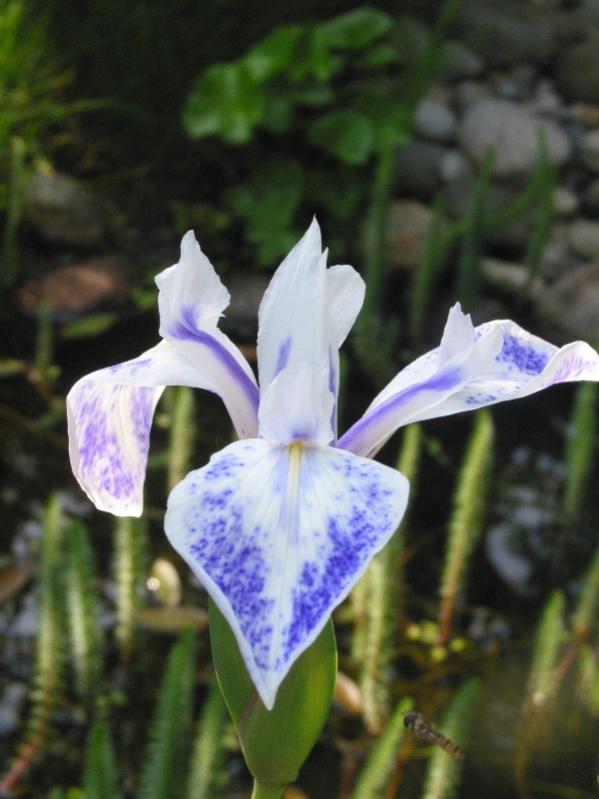 Iris laevigata 2