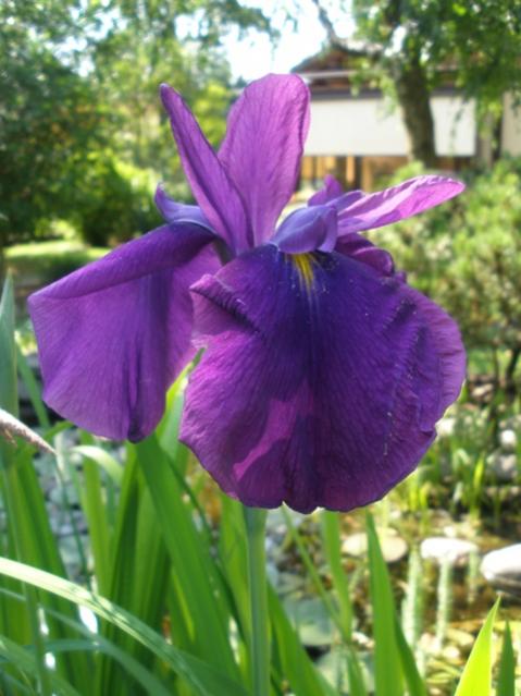 iris laevigata 3