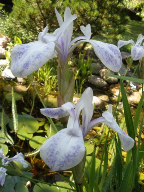 iris laevigata 4