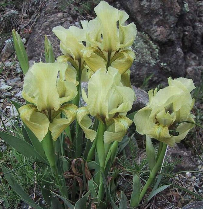 Iris lutescens,.