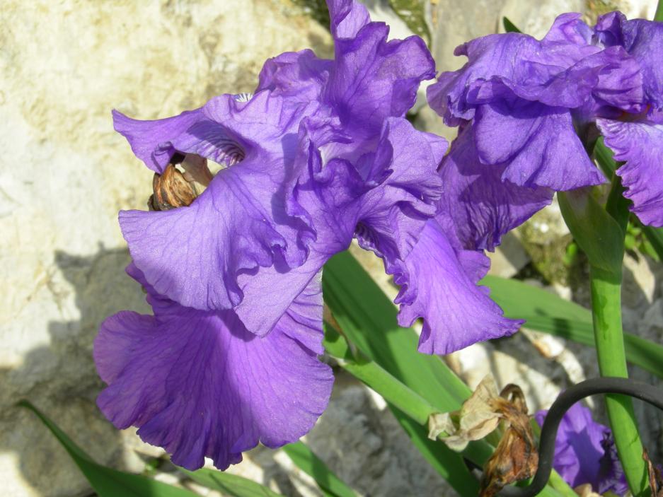 iris