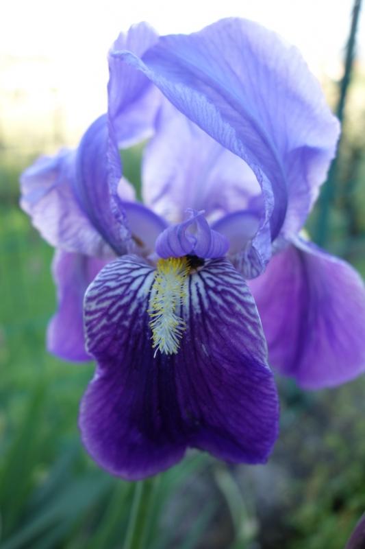 iris