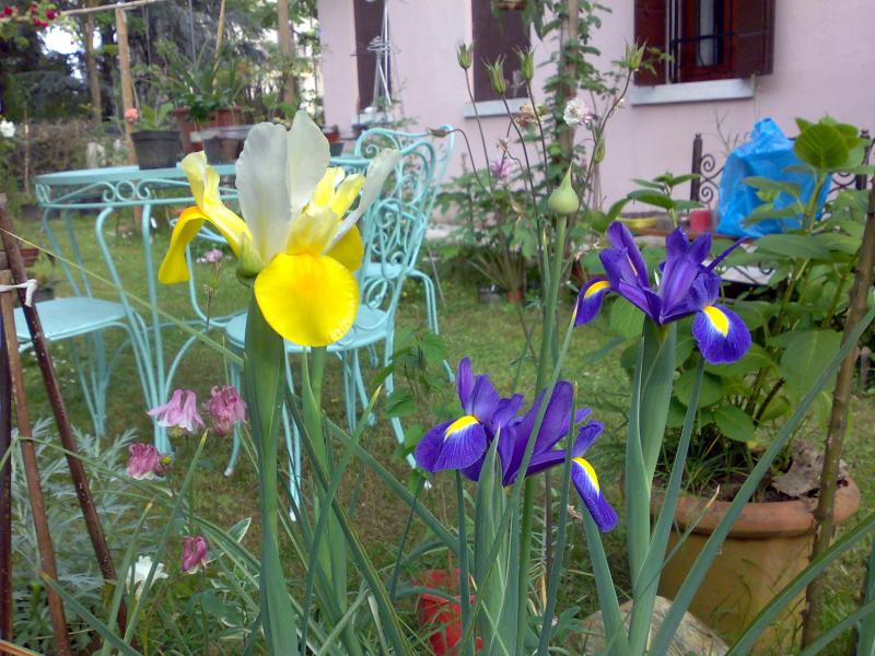 Iris