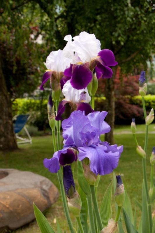 Iris