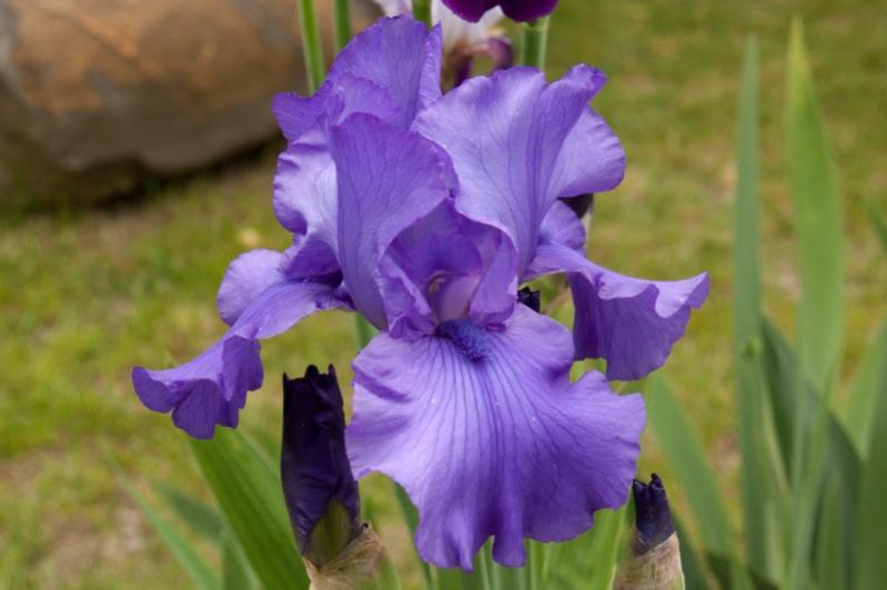 Iris