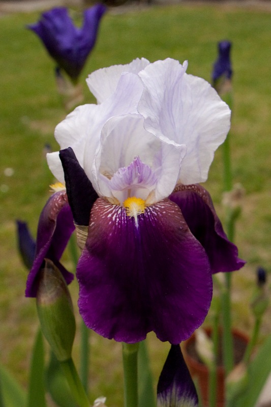 Iris