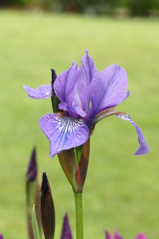 Iris