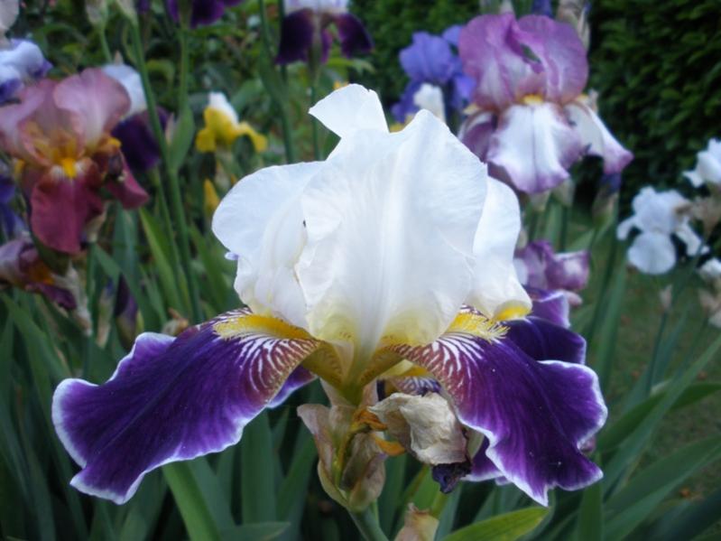 Iris