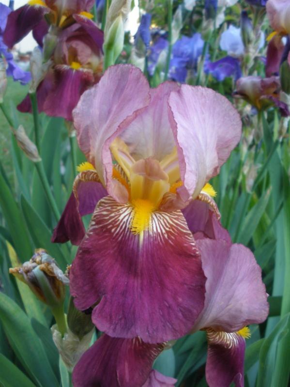 Iris