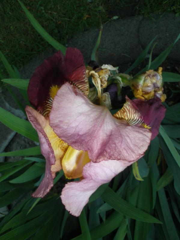 Iris