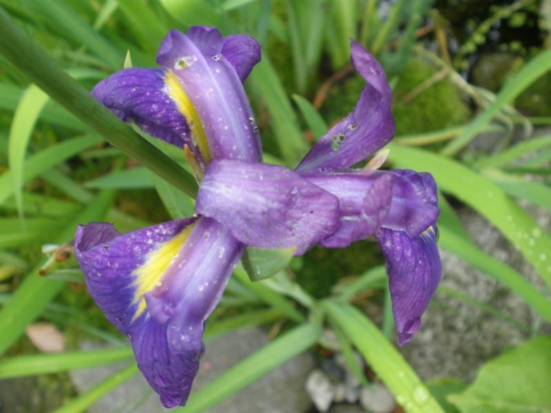 Iris