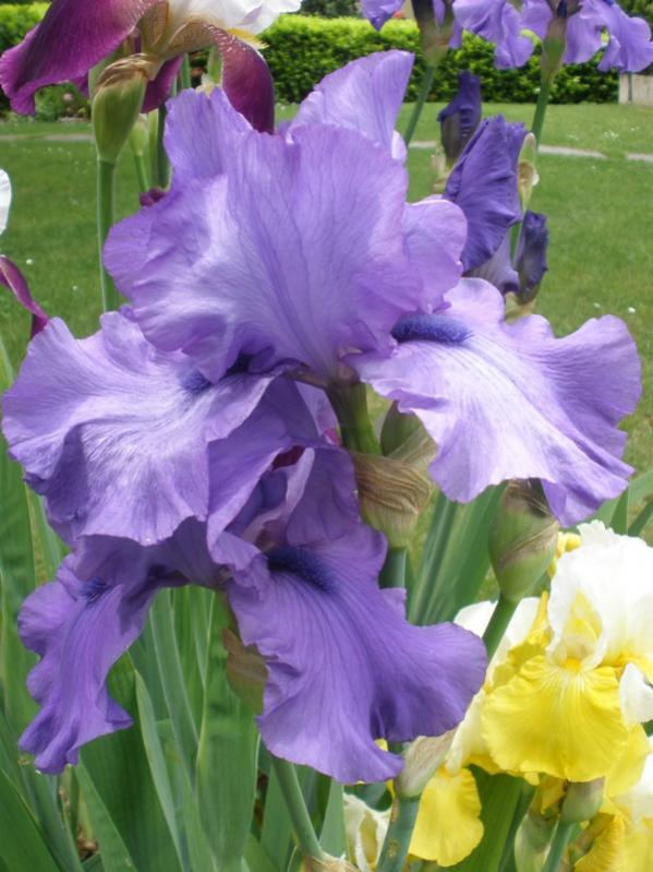 Iris