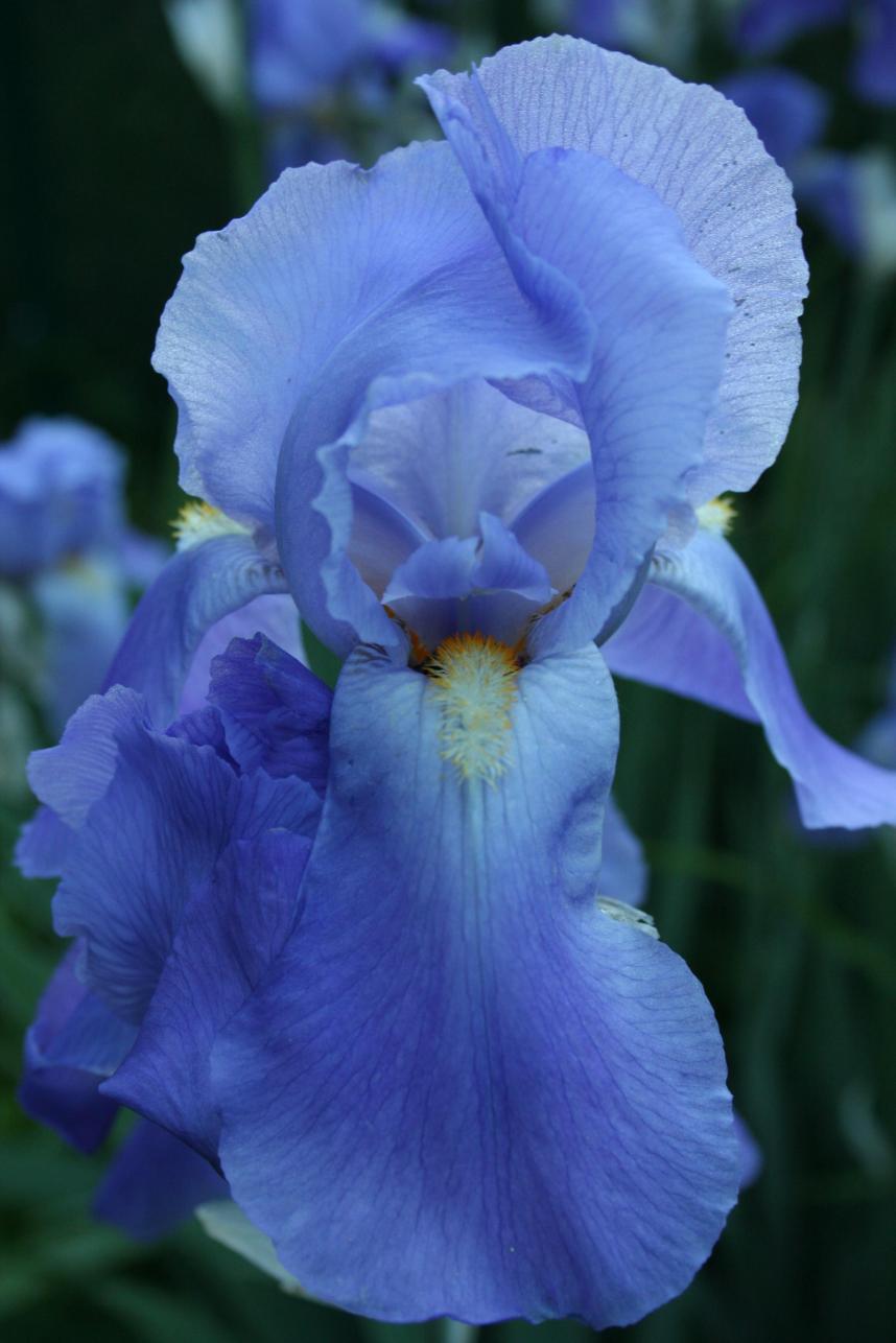 iris