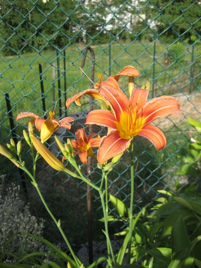 iris3