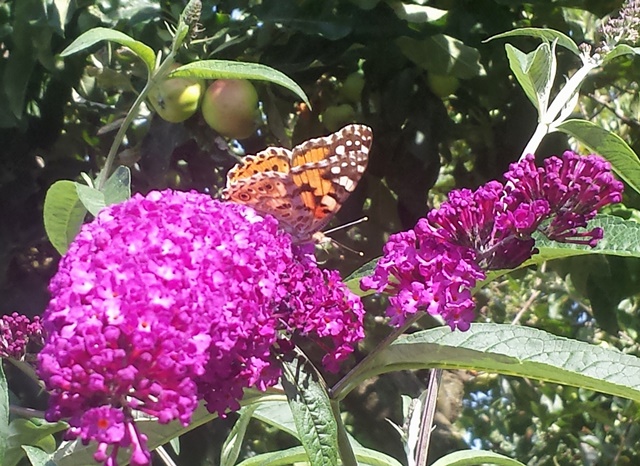 Issoria larhonia su Buddleja