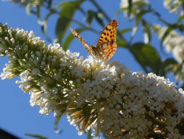 Issoria lathonia (Latonia)