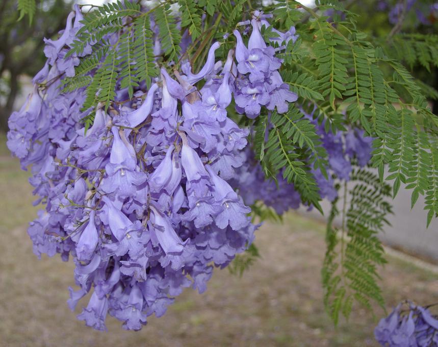 Jacaranda mimosifolia Foto da catalogo