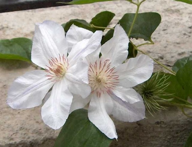 Jackmanii Alba clematis