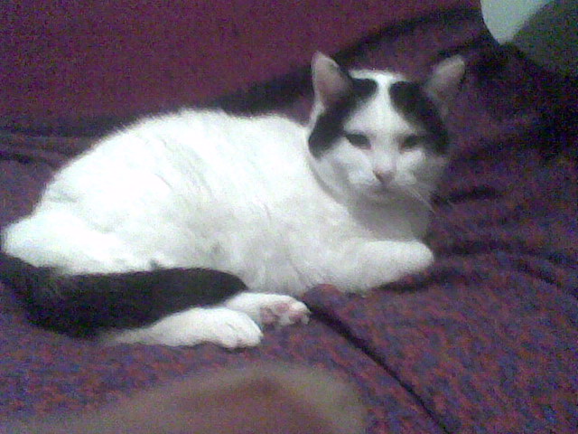 Jerry, 15 anni, mamma di Ponpon,
matriarca in tutti i sensi